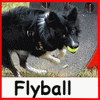 raccourcis activites canines flyball